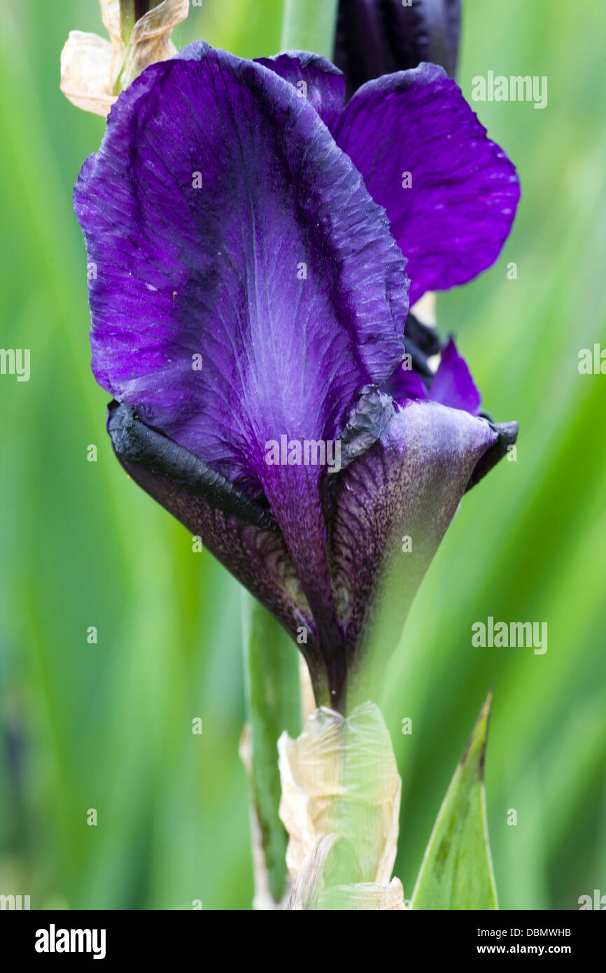 Close up of an Iris 'Deep Black' `Beginning to flower 'Sable Night' Stock Photo